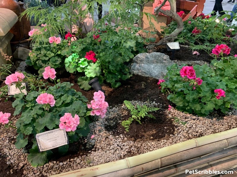 Annual Geraniums in bloom at 2019 Philadelphia Flower Show