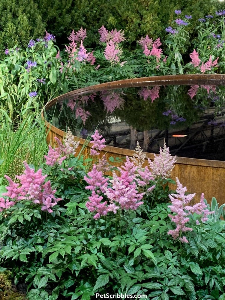 Astilbe in bloom at 2019 Philadelphia Flower Show