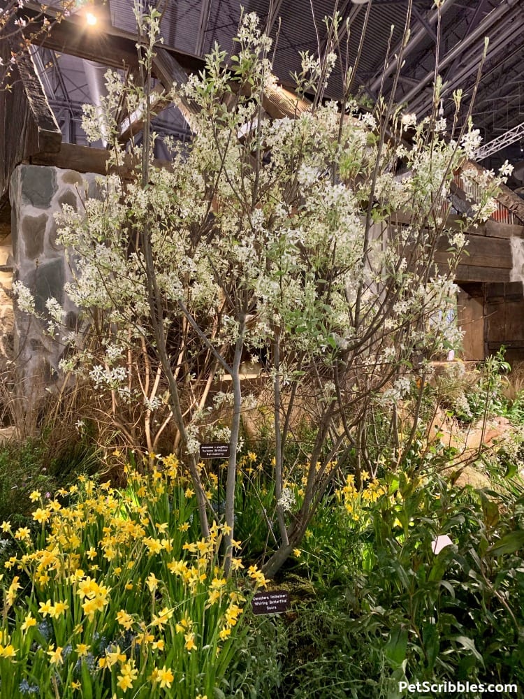 Autumn Brilliance Serviceberry Tree in bloom