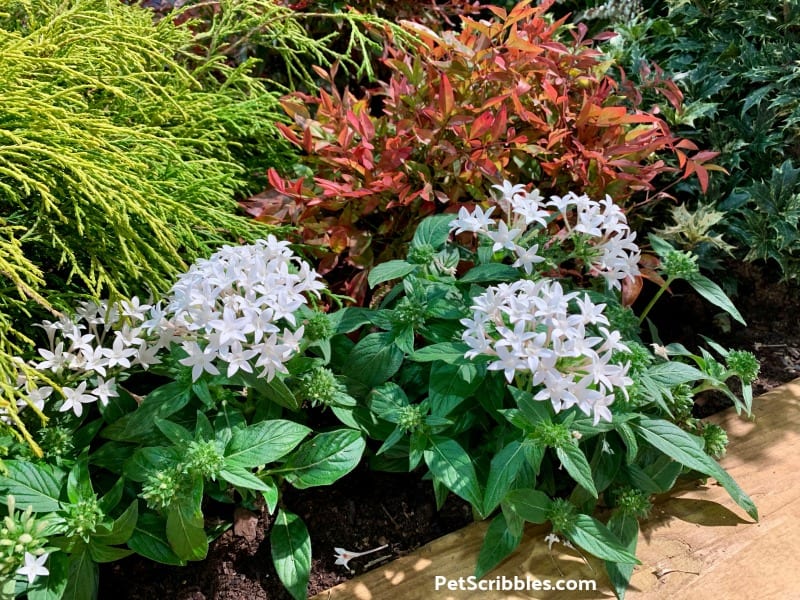 Bee Bright White Star Flower at 2019 Philadelphia Flower Show