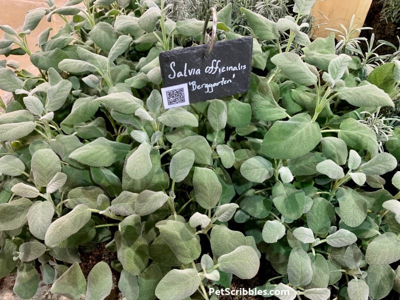 Berggarten Salvia at 2019 Philadelphia Flower Show