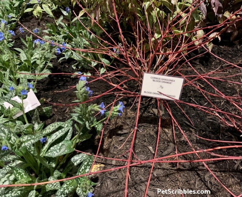 Blood Orange Dogwood at 2019 Philadelphia Flower Show