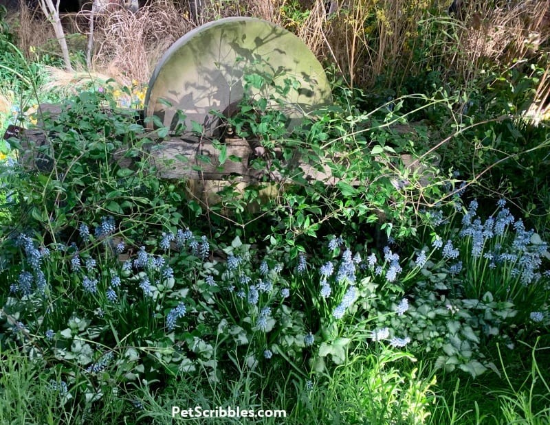 Blue Grape Hyacinths at 2019 Philadelphia Flower Show