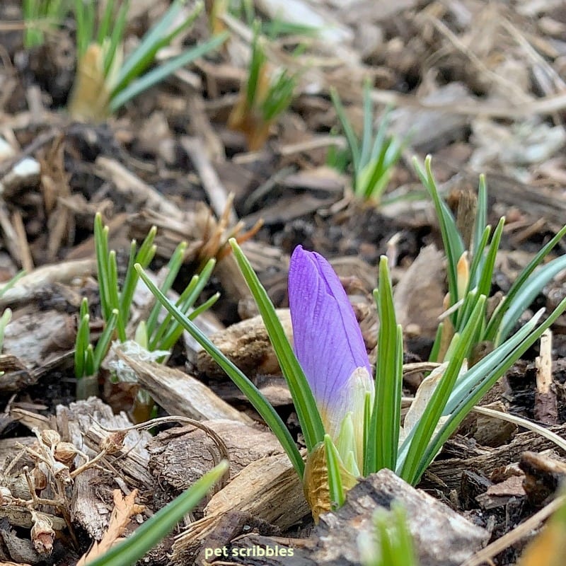 Blue Pearl Crocus starting to bloom