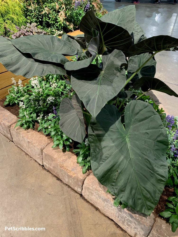 Borneo Giant Elephant Ear at 2019 Philadelphia Flower Show