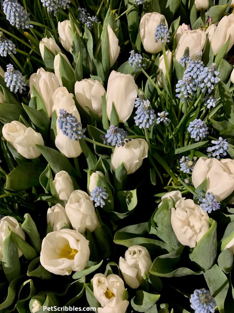 Calgary Tulips and Blue Grape Hyacinths at 2019 Philadelphia Flower Show