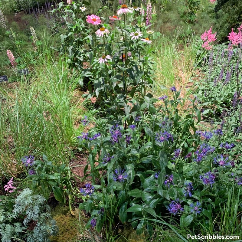 Centaurea Montana at 2019 Philadelphia Flower Show