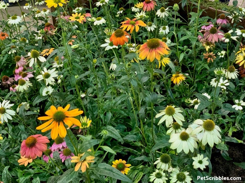 Cheyenne Spirit Coneflowers at 2019 Philadelphia Flower Show