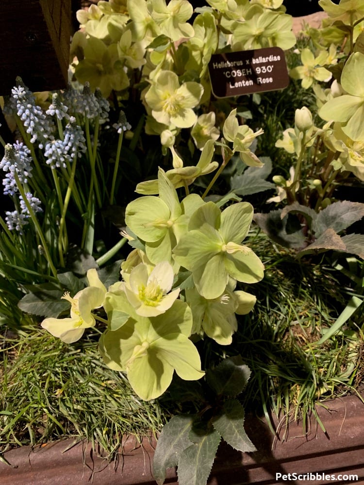 Mahogany Snow Hellebores with ivory flowers