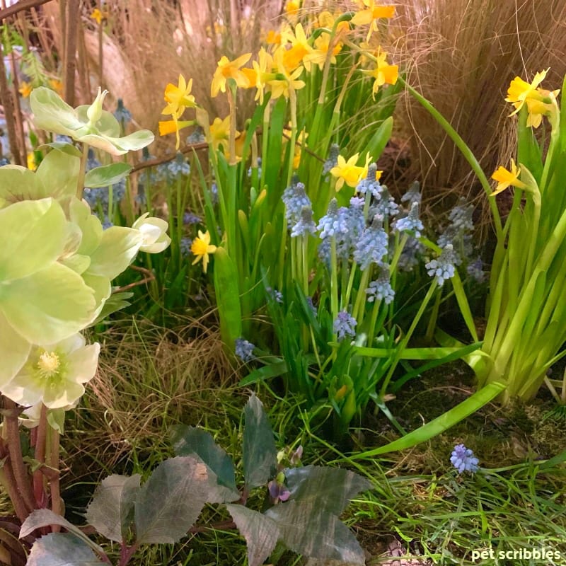 Hellebores, Daffodils, Grape Hyacinths