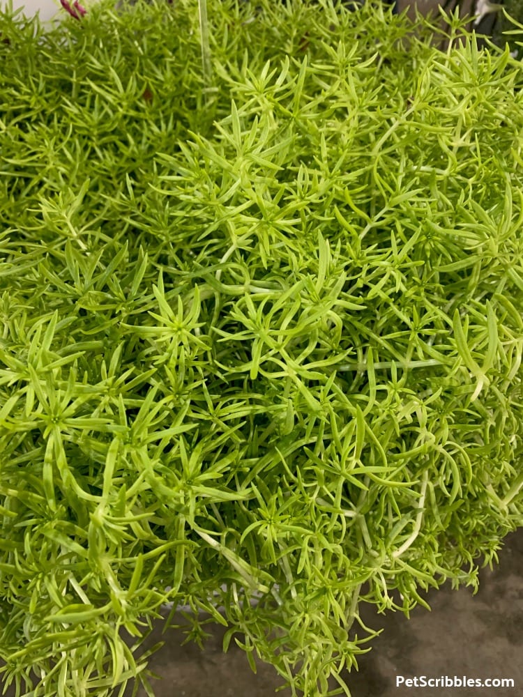 Lemon Coral Sedum at 2019 Philadelphia Flower Show