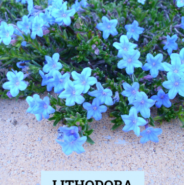 Lithodora Blue Perennial Flowers