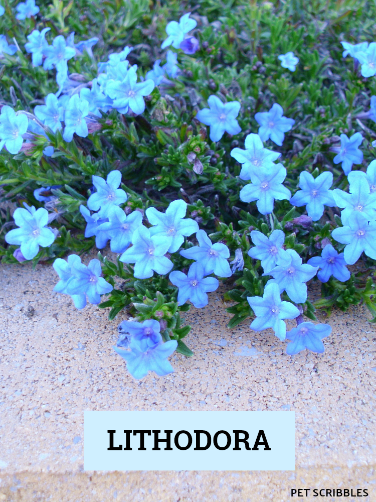 Lithodora Blue Perennial Flowers