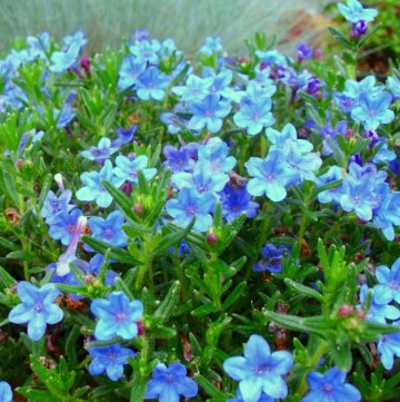 Blue Perennial Flowers? Try Lithodora! (an update one year later)