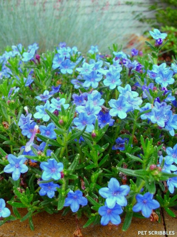 Blue Perennial Flowers? Try Lithodora! (an update one year later)