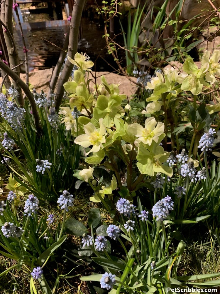 Mahogany Snow Hellebores with blue Muscari flowers
