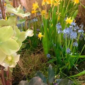 Marching into the garden with Hellebores, Daffodils and Grape Hyacinths and other signs of early Spring!