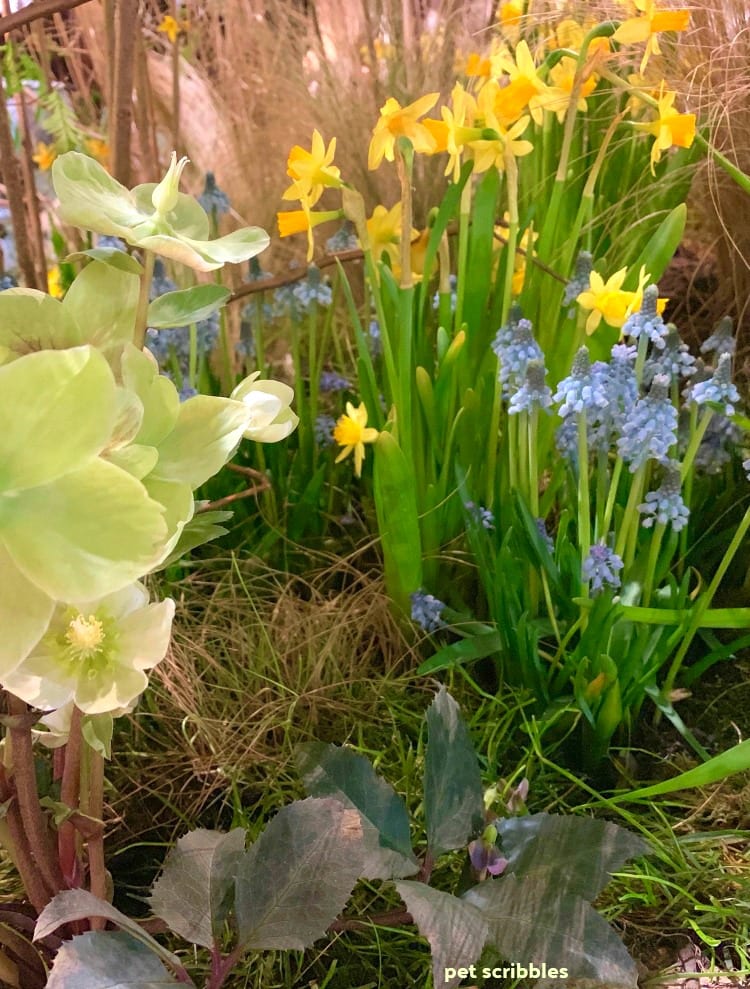 Marching into the garden with Hellebores, Daffodils and Grape Hyacinths and other signs of early Spring!