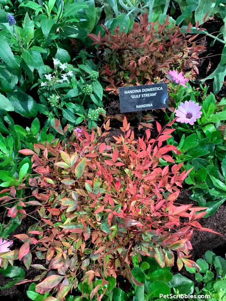 Nandina Domestica Gulf Stream at 2019 Philadelphia Flower Show