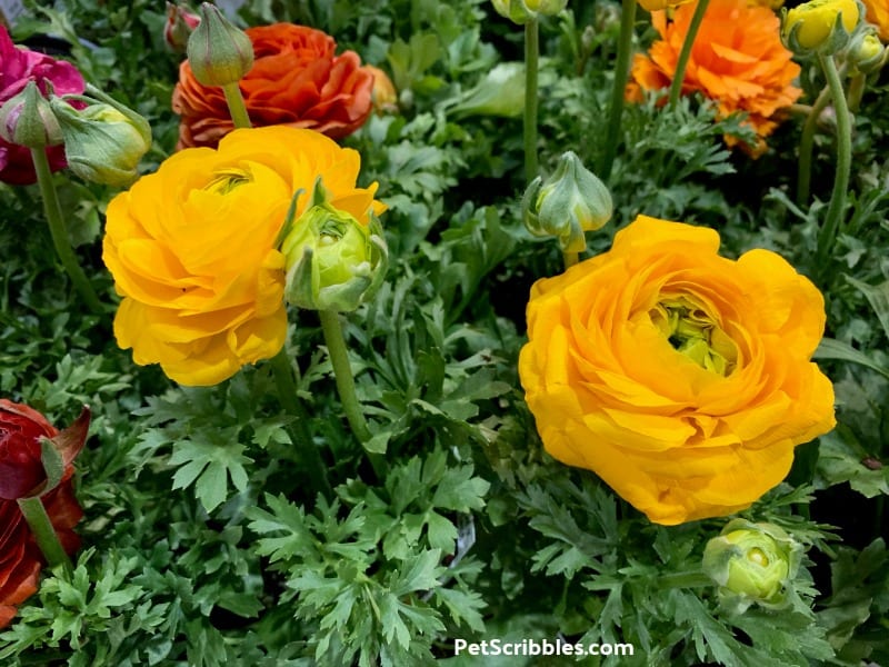 Ranunculus at 2019 Philadelphia Flower Show