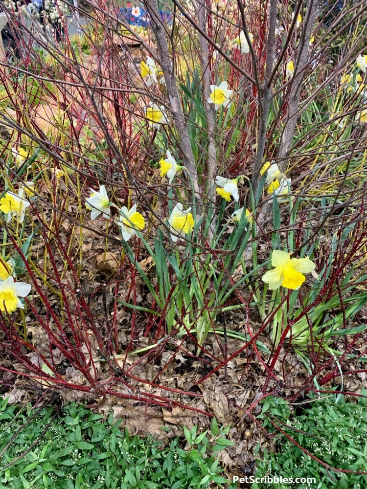 Red Twig Dogwood and Daffodils at 2019 Philadelphia Flower Show