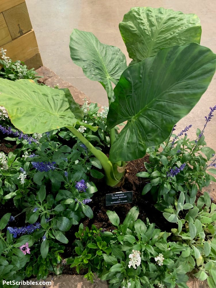 Regal Shields Elephant Ear at 2019 Philadelphia Flower Show