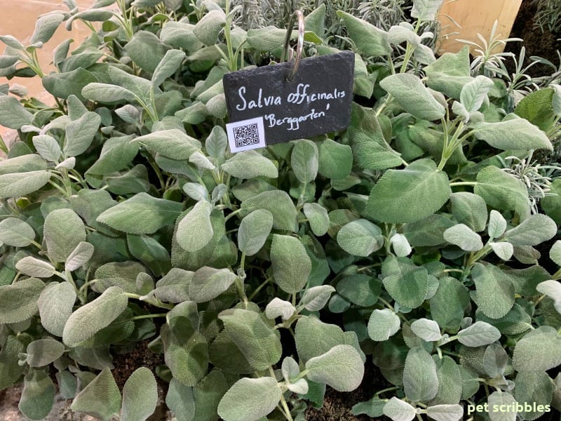 Salvia Berggarten