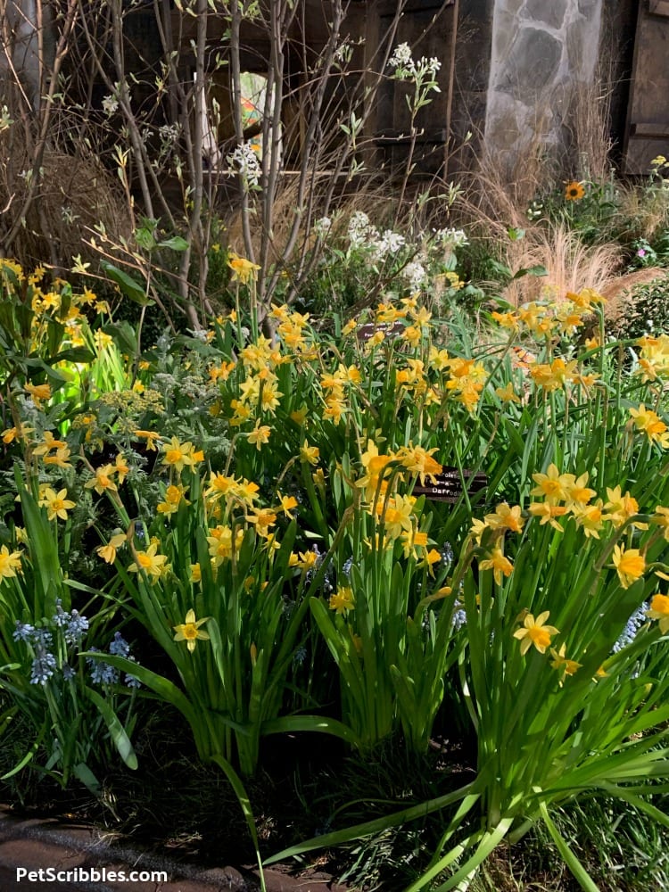 Tete-a-Tete Daffodils at 2019 Philadelphia Flower Show