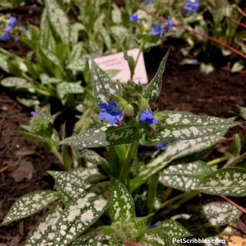 Trevi Fountain Pulmonaria at 2019 Philadelphia Flower Show