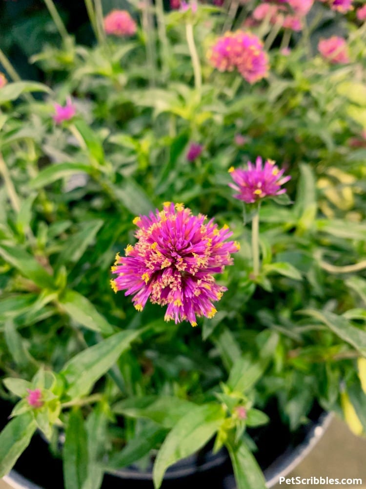 Truffula Pink Globe Amaranth at 2019 Philadelphia Flower Show