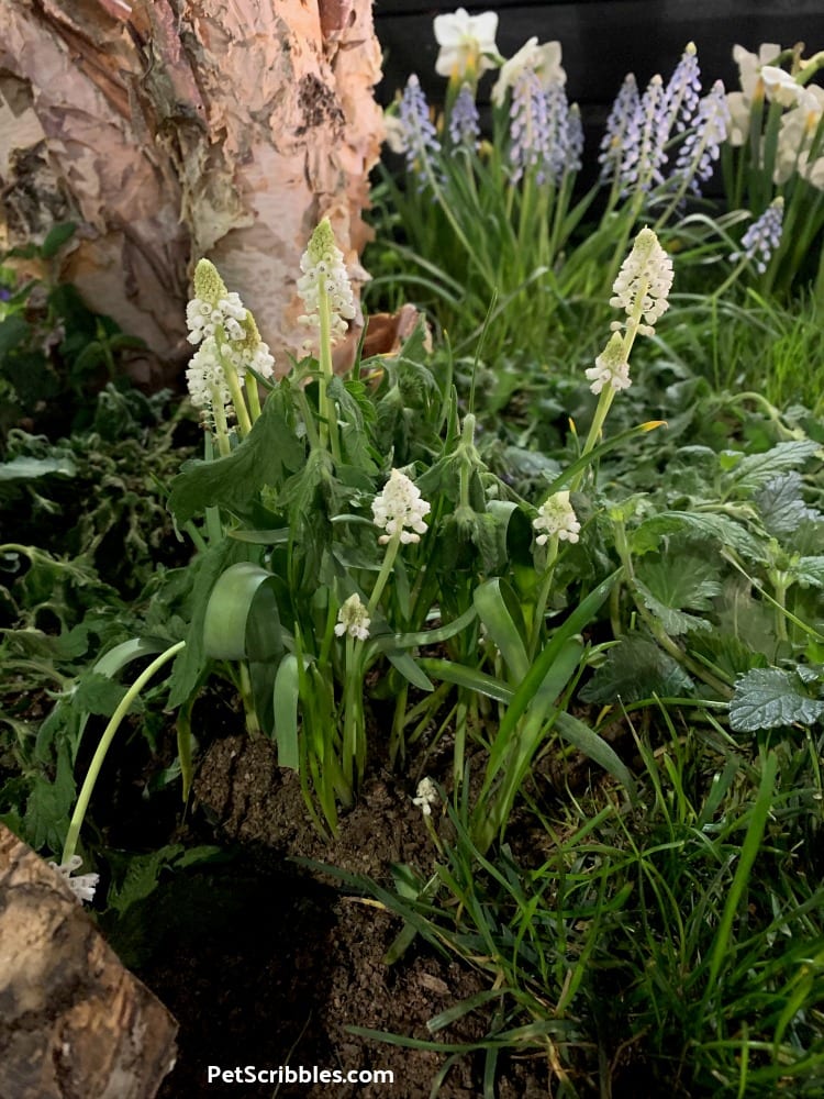 White Grape Hyacinths at 2019 Philadelphia Flower Show