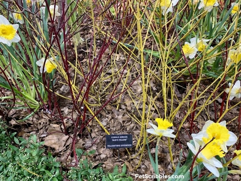 Yellow Twig Dogwood at 2019 Philadelphia Show