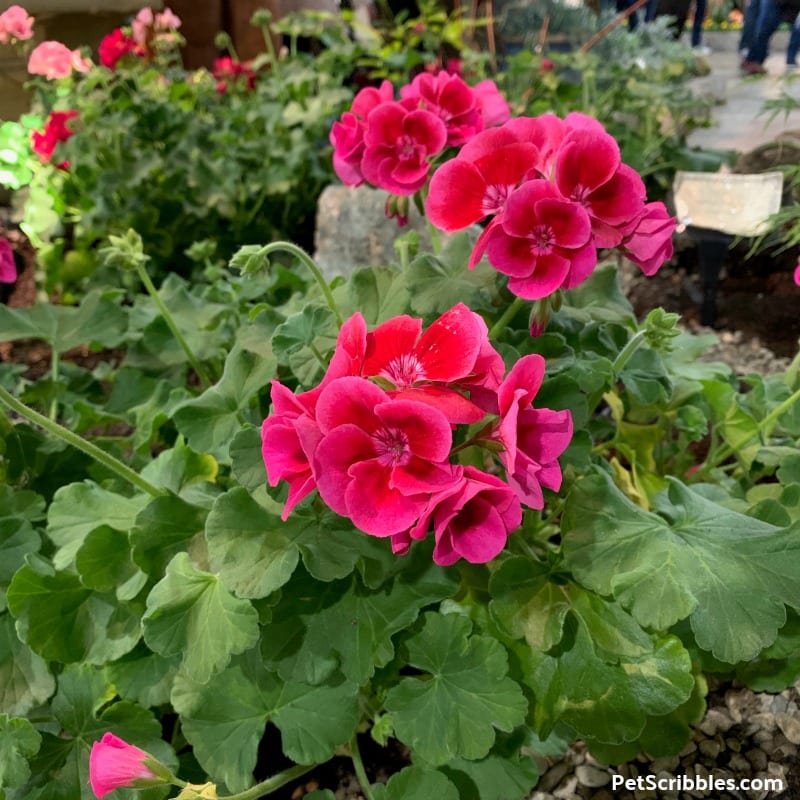 annual Geranium in bloom at the 2019 Philadelphia Flower Show