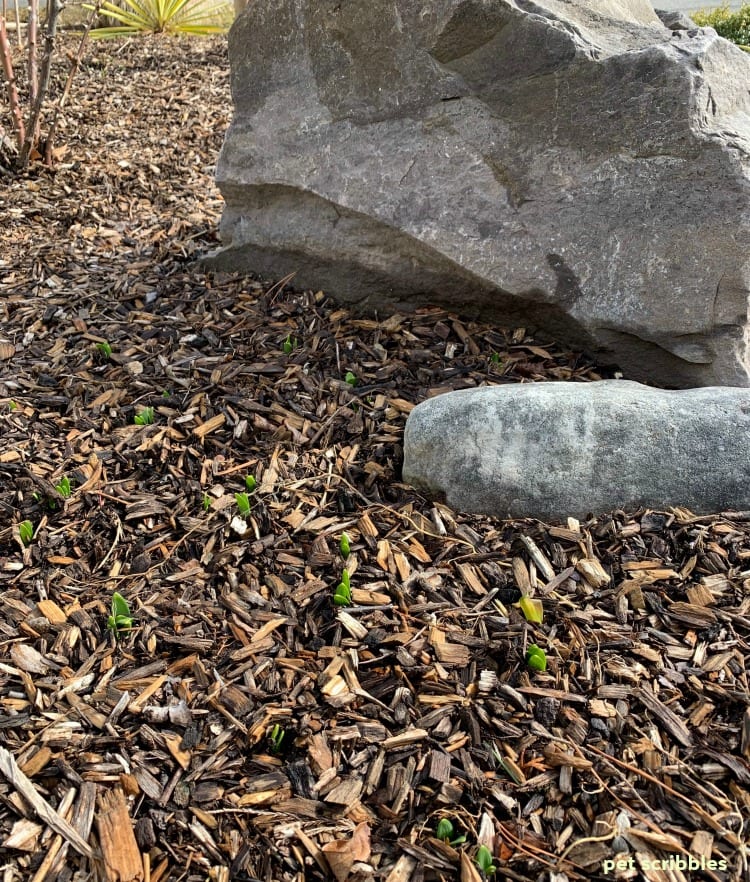 tete-a-tete daffodils poking up through the mulch