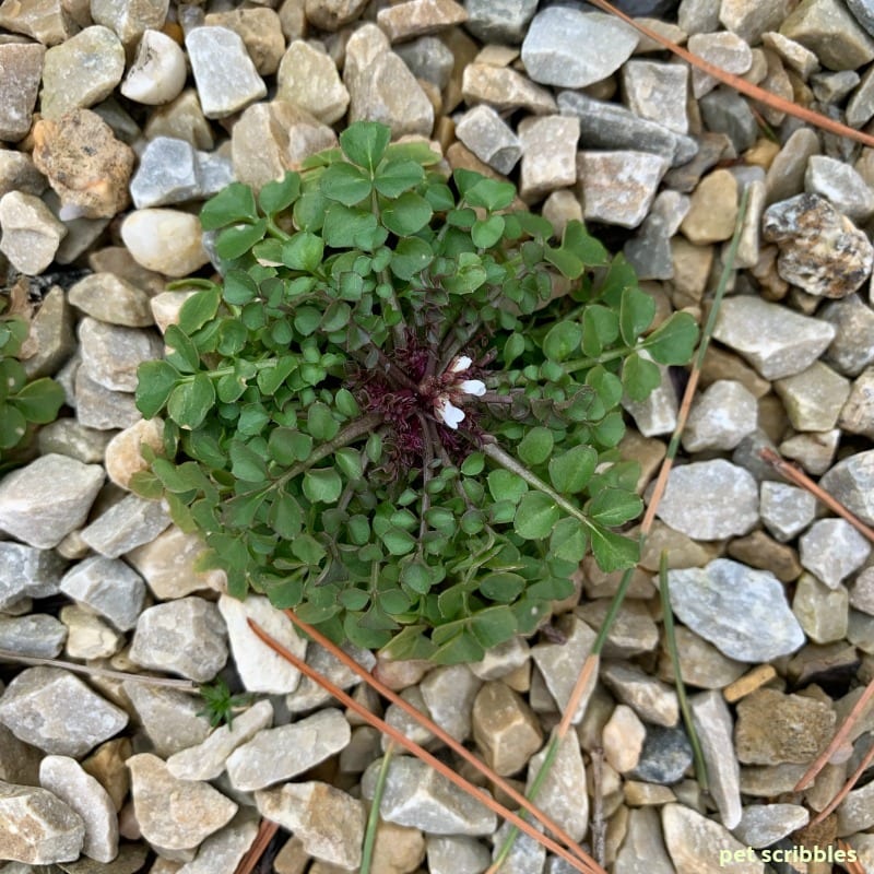 tiny blooming weed