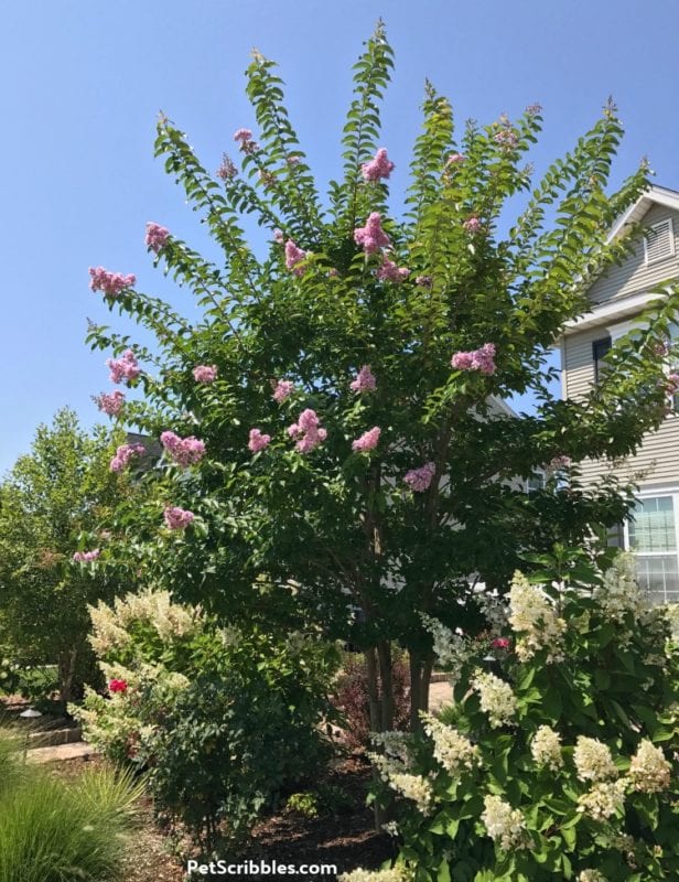 Crepe Myrtle and Pinky Winky Hydrangeas in Summer