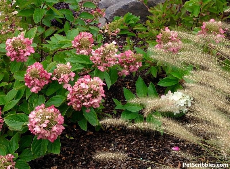 Fall color Pinky Winky Hydrangea