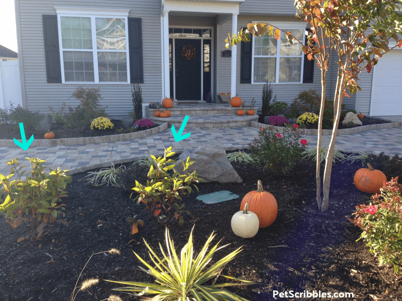 Fall curb appeal grass-free front yard, with plantings just one month old.