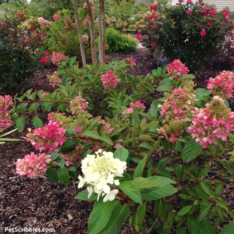 Fall rose color of Pinky Winky Hydrangea blooms