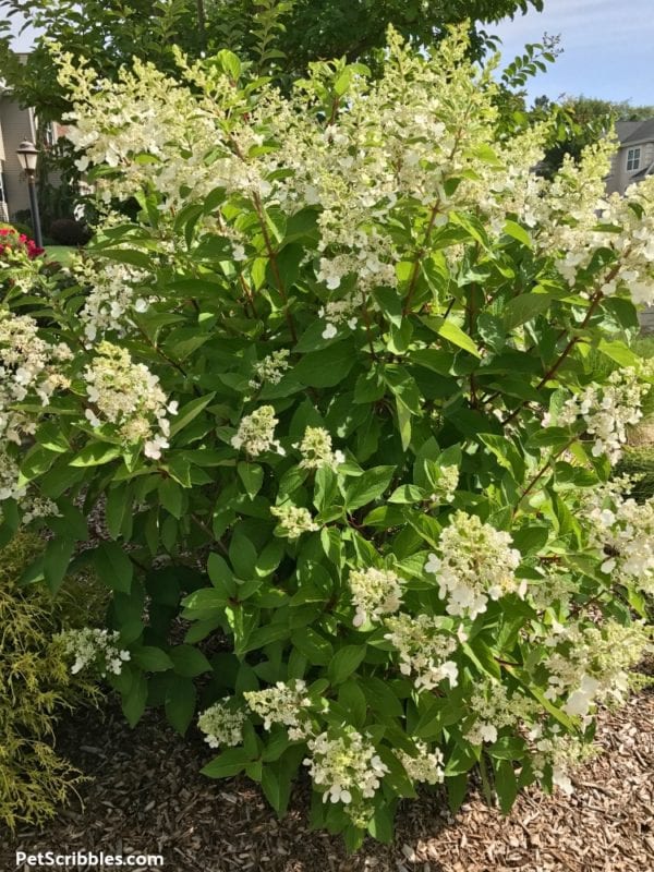 Pinky Winky Hydrangea before it turns pink