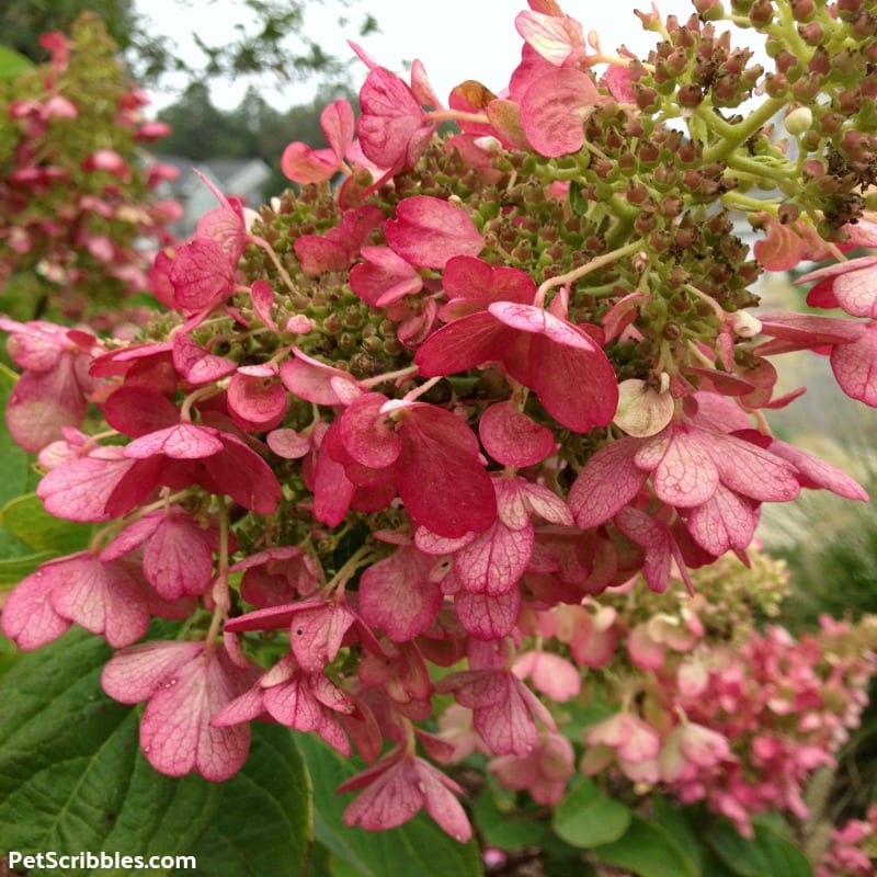 stunning rose color of Pinky Winky Hydrangea blooms in Fall