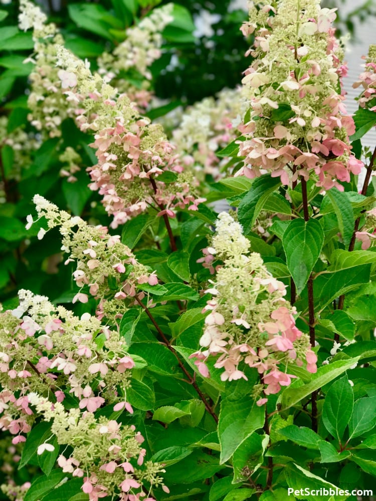 red stems and bright green leaves of a Pinky Winky Hydrangea