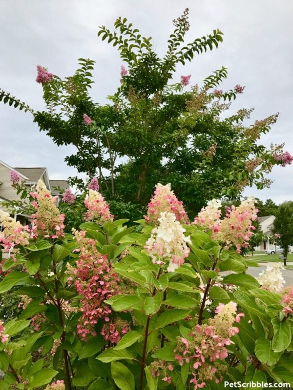 Pinky Winky Hydrangea pink and white color, beginning to turn to rose in September.