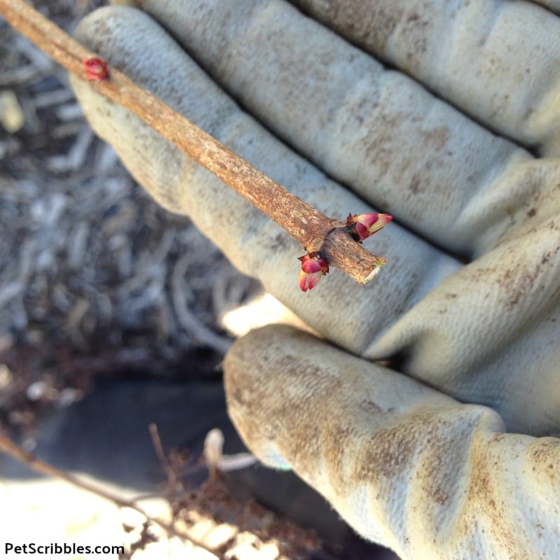 showing a just-pruned branch of a Pinky Winky Hydrangea