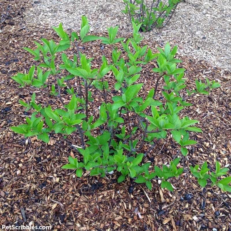 Pinky Winky Hydrangea shrub pruned in Spring