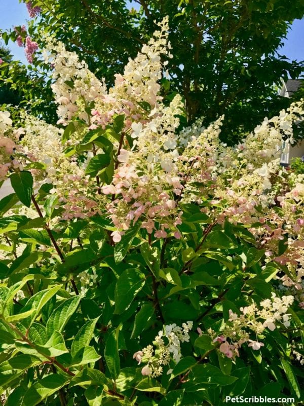 Pinky Winky Summer flowers