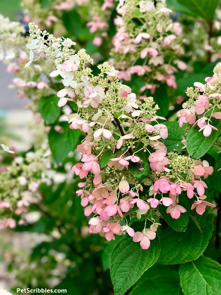 pink and white Pinky Winky flowers