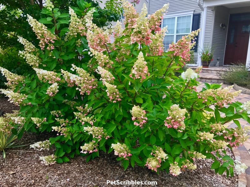 Pinky Winky blooms changing color