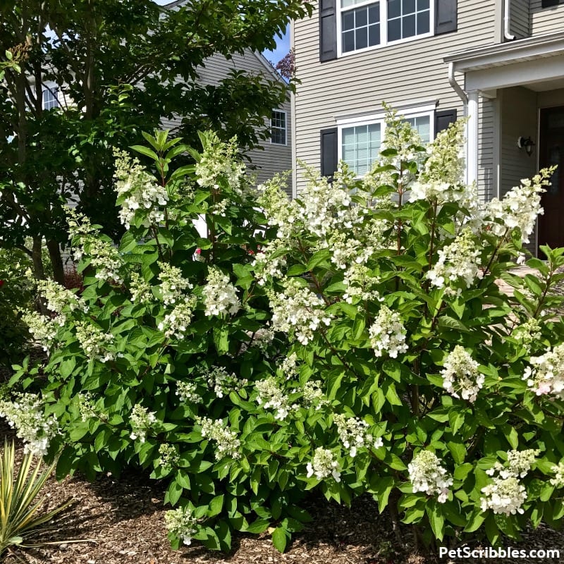 white cone-shaped Pinky Winky blooms in early Summer