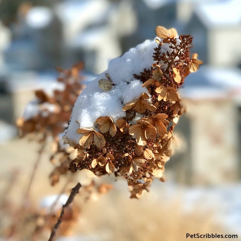 Pinky Winky dried flowers with snow